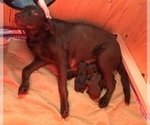 Small Photo #11 Labrador Retriever Puppy For Sale in BREWSTER, WA, USA