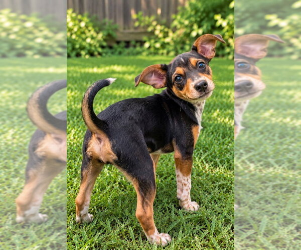 Medium Photo #5 Miniature Pinscher-Unknown Mix Puppy For Sale in Grovertown, IN, USA