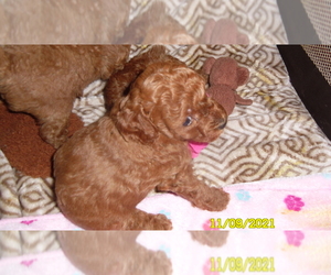 Poodle (Toy) Puppy for sale in DULUTH, GA, USA