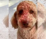 Small Photo #1 Goldendoodle Puppy For Sale in PIERSON, FL, USA