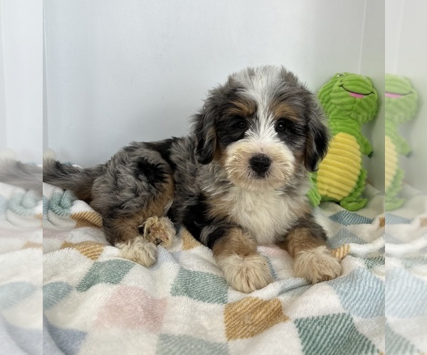 Medium Photo #3 Miniature Bernedoodle Puppy For Sale in FRANKLIN, IN, USA