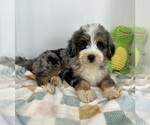 Small #2 Miniature Bernedoodle