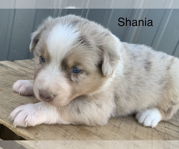 Medium Photo #11 Australian Shepherd Puppy For Sale in LYNN, IN, USA