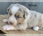 Small Photo #11 Australian Shepherd Puppy For Sale in LYNN, IN, USA