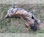 Small #6 Great Dane