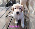 Small Labrador Retriever