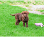 Small #4 Labrador Retriever