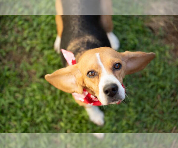 Medium Photo #5 Beagle Puppy For Sale in Tampa, FL, USA