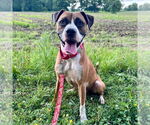Small #10 Boxer Mix