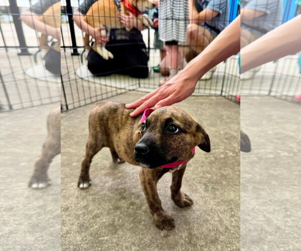 Medium Photo #7 Mountain Cur-Unknown Mix Puppy For Sale in Germantown, OH, USA