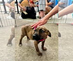 Small #6 Mountain Cur Mix