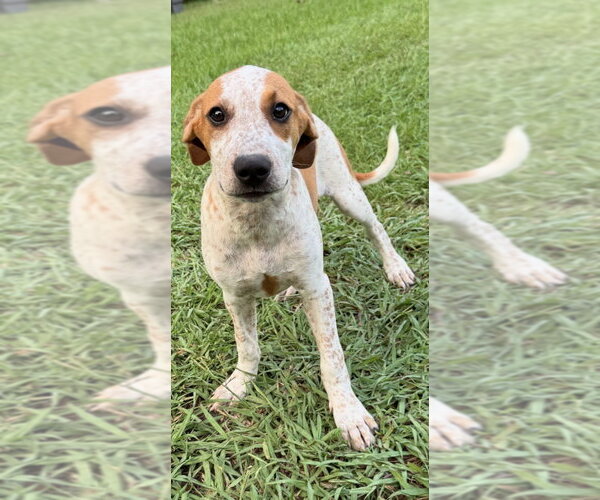 Medium Photo #4 Mutt Puppy For Sale in Conway, AR, USA