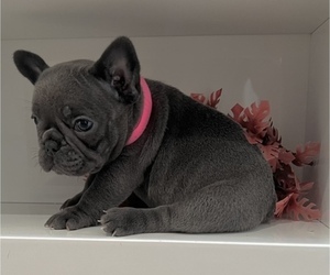 French Bulldog Puppy for Sale in SLIDELL, Louisiana USA
