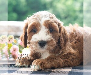 Cavapoo (Miniature) Puppy for sale in DORNSIFE, PA, USA