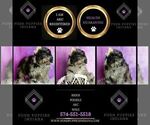 Small Photo #49 Poodle (Miniature) Puppy For Sale in WARSAW, IN, USA
