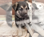 Small Photo #1 German Shepherd Dog Puppy For Sale in PHOENIX, AZ, USA