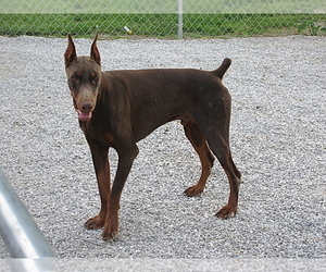 Father of the Doberman Pinscher puppies born on 08/20/2024