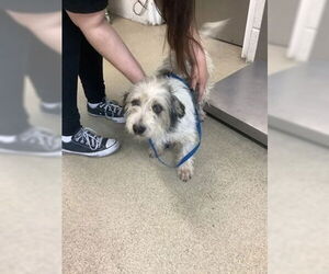 Mutt Dogs for adoption in Oak Bluffs, MA, USA