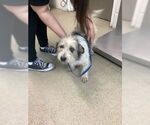 Small Mutt