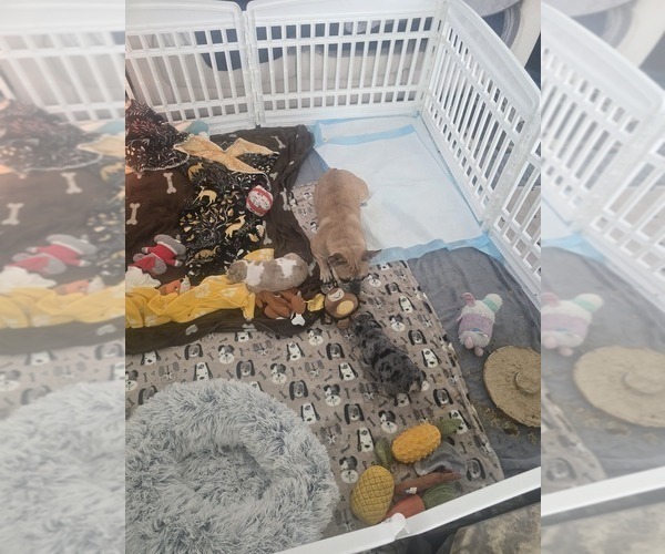 Medium Photo #4 French Bulldog Puppy For Sale in CHINO HILLS, CA, USA