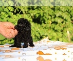 Small #3 Poodle (Toy)