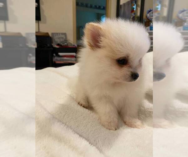 Medium Photo #1 Pomeranian Puppy For Sale in MILTON, WA, USA