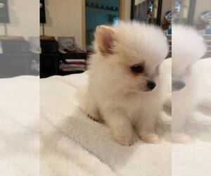 Pomeranian Puppy for sale in MILTON, WA, USA