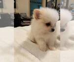 Small Photo #1 Pomeranian Puppy For Sale in MILTON, WA, USA