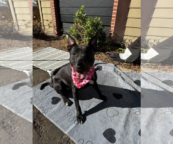 Medium Photo #4 American Pit Bull Terrier-Unknown Mix Puppy For Sale in Chandler, AZ, USA