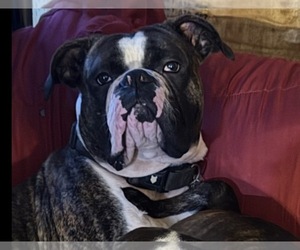 Father of the American Bulldog puppies born on 09/04/2025