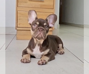 French Bulldog Puppy for sale in SAN FRANCISCO, CA, USA