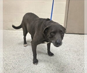 Mutt Dogs for adoption in Conroe, TX, USA