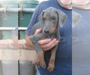Doberman Pinscher Puppy for sale in TEMECULA, CA, USA