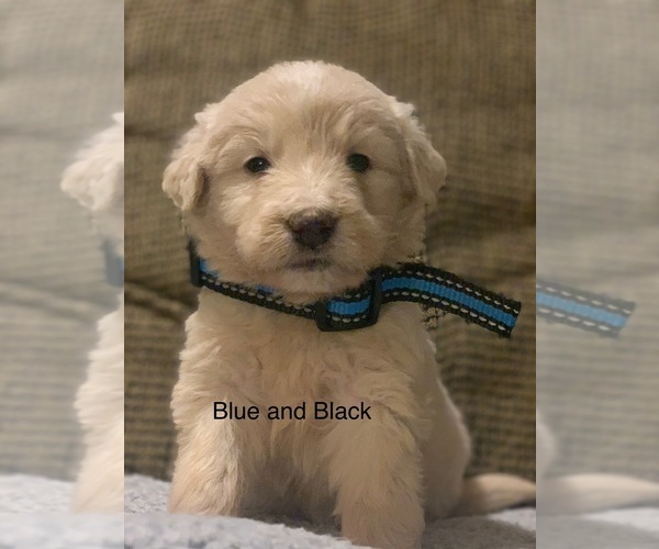 Medium Photo #24 Pyredoodle Puppy For Sale in MARION, IN, USA