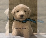 Small Photo #24 Pyredoodle Puppy For Sale in MARION, IN, USA