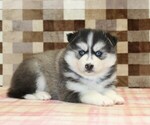 Small #1 Pomsky