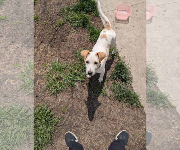 Medium Photo #6 Labrador Retriever-Unknown Mix Puppy For Sale in Doylestown, PA, USA