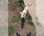 Small #5 Labrador Retriever Mix