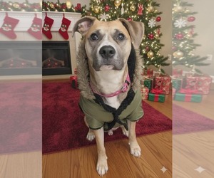 Mutt Dogs for adoption in Germantown, OH, USA