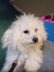 Maltese Puppy for sale in ANTIOCH, CA, USA