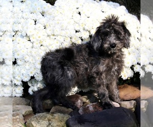 Labradoodle Puppy for sale in FREDERICKSBURG, OH, USA