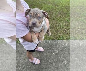 American Bully Puppy for sale in OCALA, FL, USA