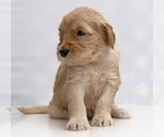 Puppy 4 Australian Labradoodle-Goldendoodle Mix
