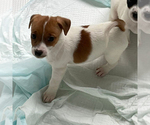 Puppy 3 Jack Russell Terrier