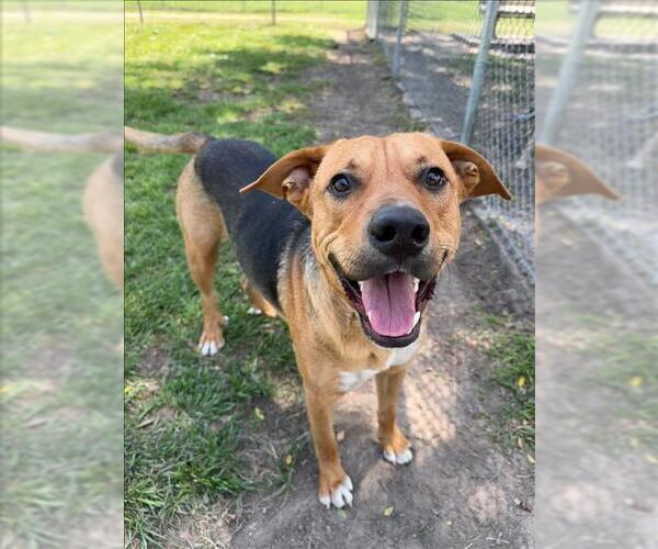 Medium Photo #1 Black Mouth Cur-Unknown Mix Puppy For Sale in Conroe, TX, USA