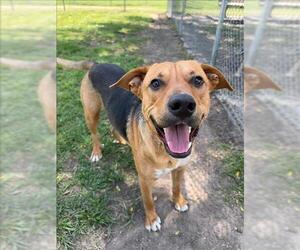 Black Mouth Cur-Unknown Mix Dogs for adoption in Conroe, TX, USA