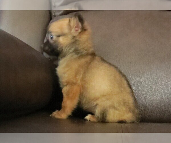 Medium Photo #10 Chihuahua Puppy For Sale in HAYES, VA, USA