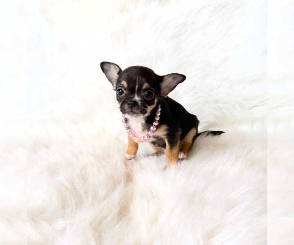 Medium Photo #6 Chihuahua Puppy For Sale in SACRAMENTO, CA, USA