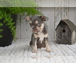 Small #3 French Bulldog