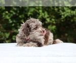 Small #6 ShihPoo